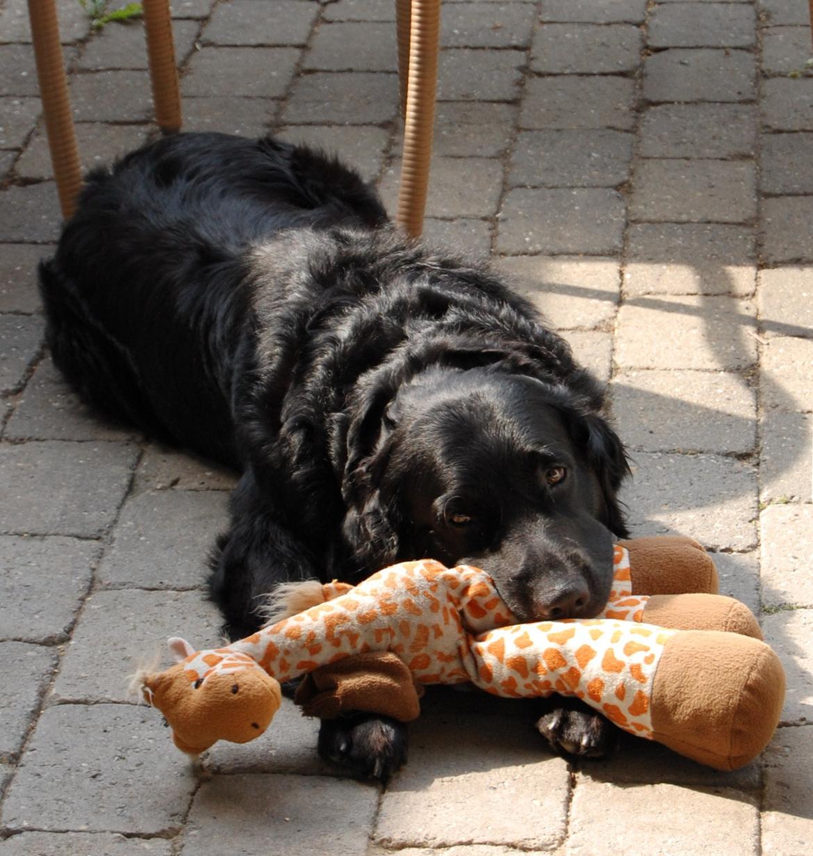 Labrador retriever ' Gizmo - NYT! Jeg er så ynkelig billede 15