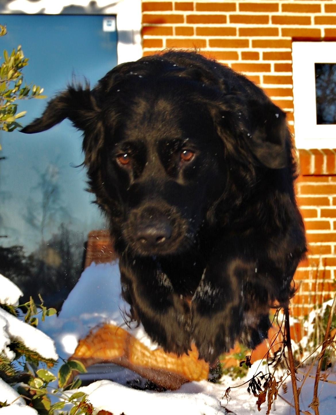 Labrador retriever ' Gizmo billede 16