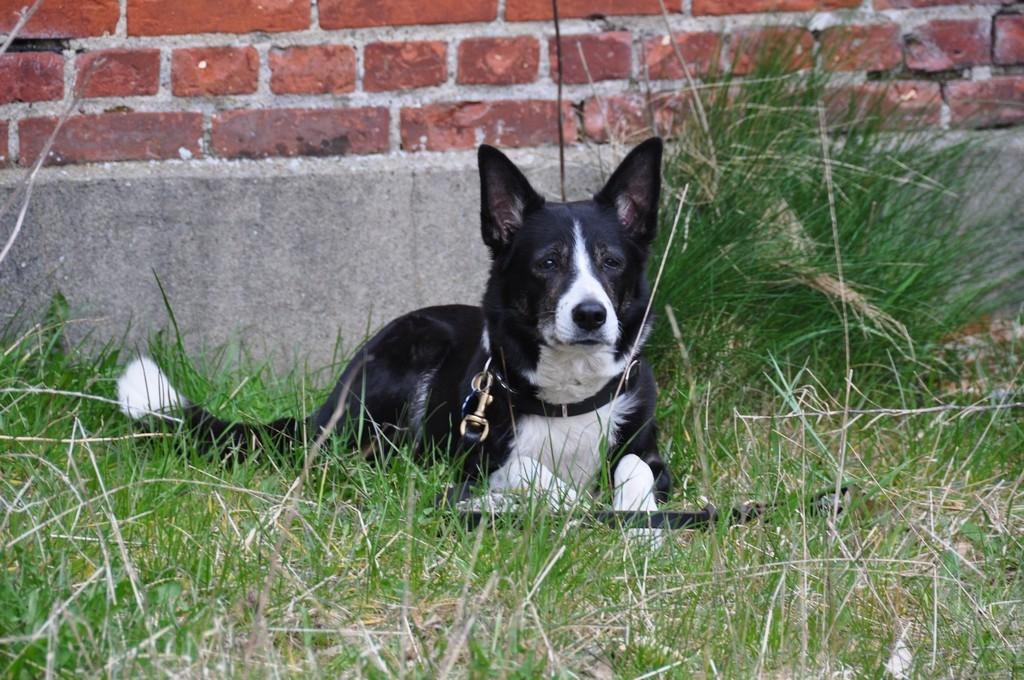 Border collie Píla - Píla 12 år. For at forblive godkendt redningshund, skal hunden hvert år stille til mønstring (en godkendt prøve med censorer) og bestå.
Igen i år bestod Píla sin mønstring og er altså som 12 årig godkendt redningshund endnu et år :-) billede 22