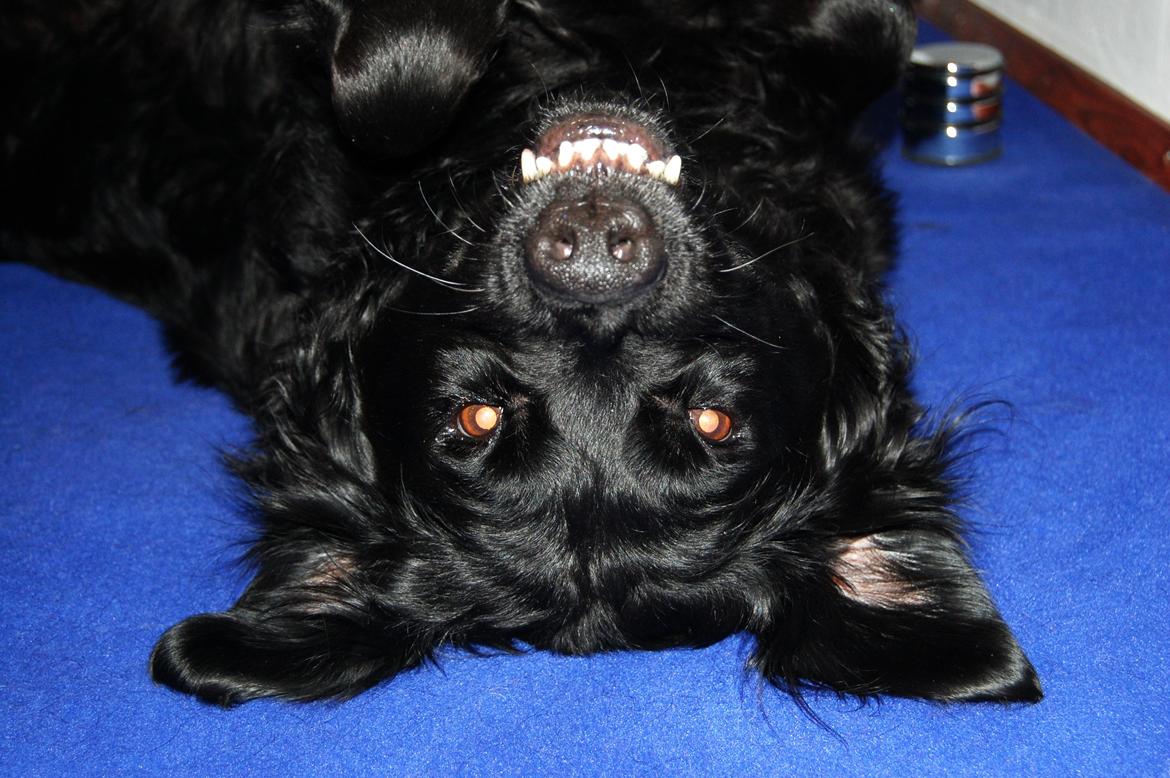 Labrador retriever ' Gizmo - NYT! How are you doing ;) billede 17