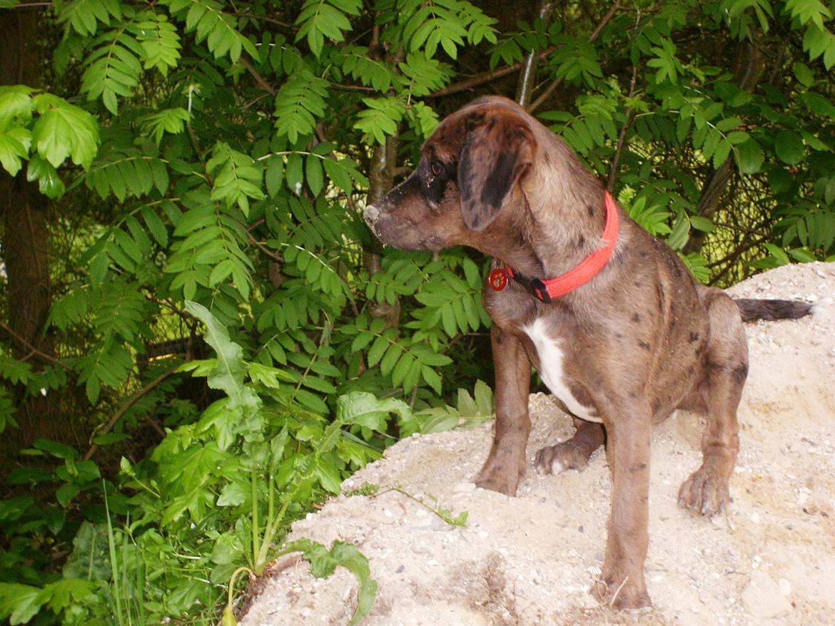 Blanding af racer Wilma (Labrador/dsg) billede 16