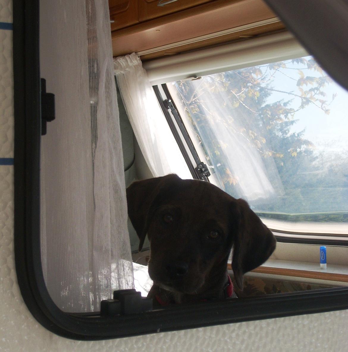 Blanding af racer Wilma (Labrador/dsg) - Man kan sidder inde og kigge ud billede 17