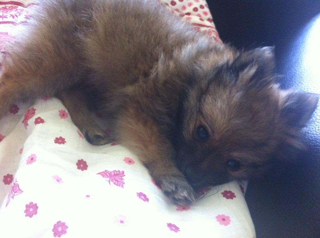 Pomeranian Gizmo billede 1