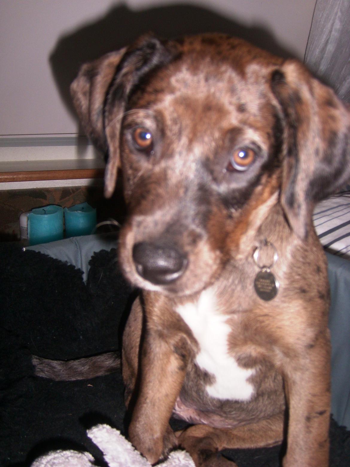 Blanding af racer Wilma (Labrador/dsg) - dejlig tøs billede 18