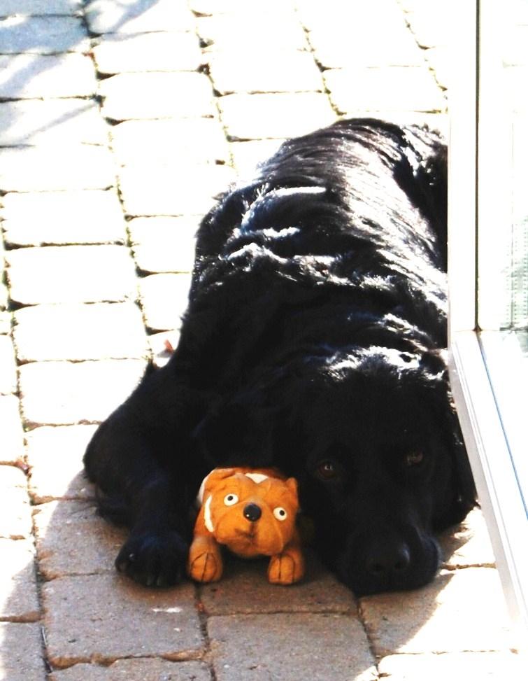 Labrador retriever ' Gizmo - NYT! Ynkelig igen ;) "Min eneste ven og jeg" billede 18