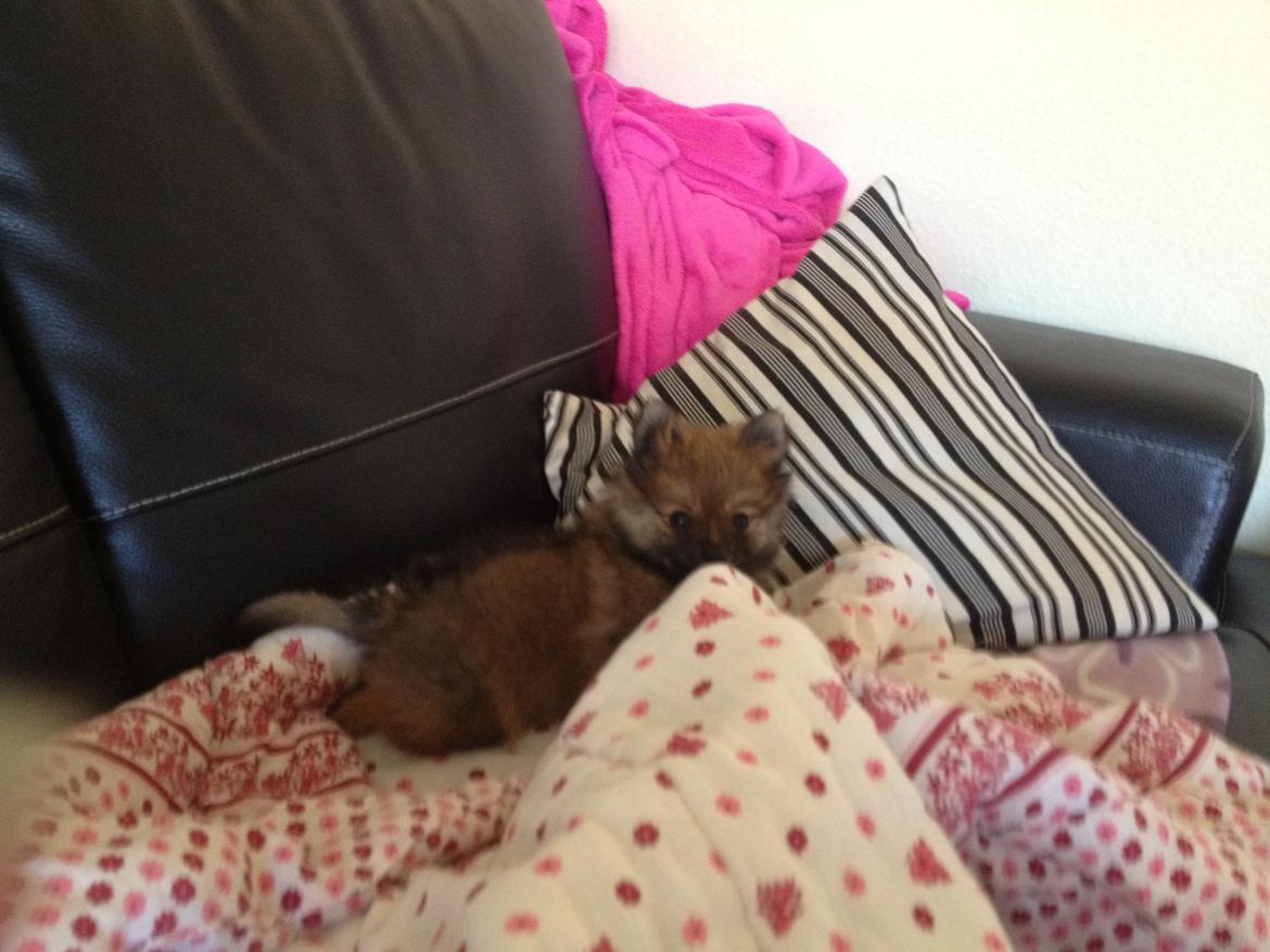 Pomeranian Gizmo billede 2