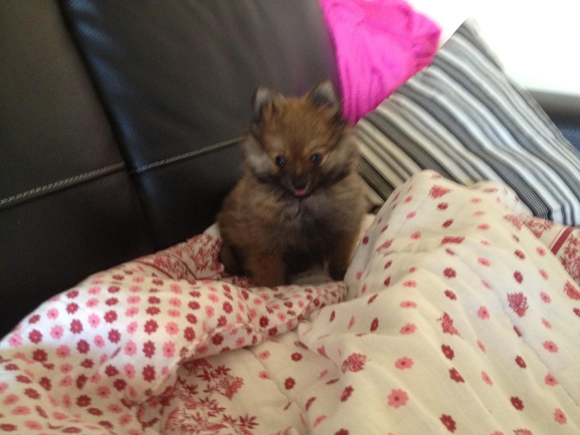 Pomeranian Gizmo billede 3