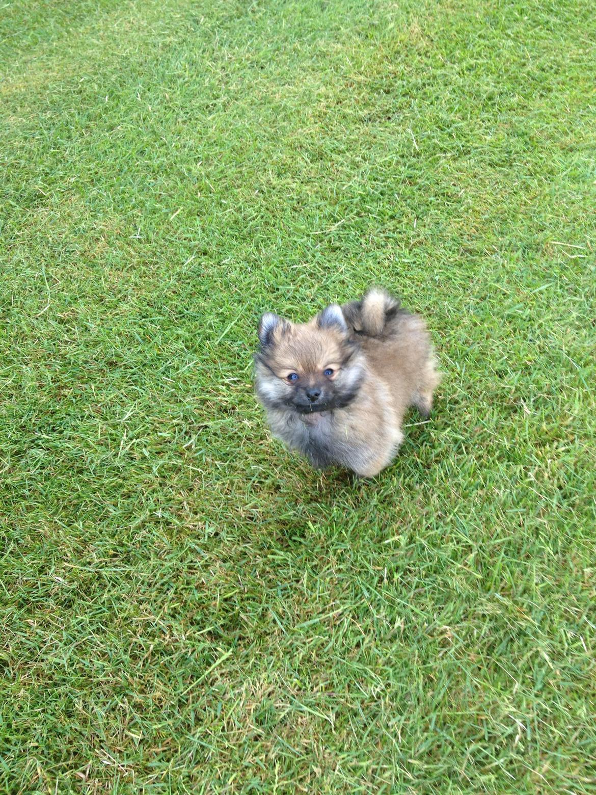 Pomeranian Gizmo billede 4