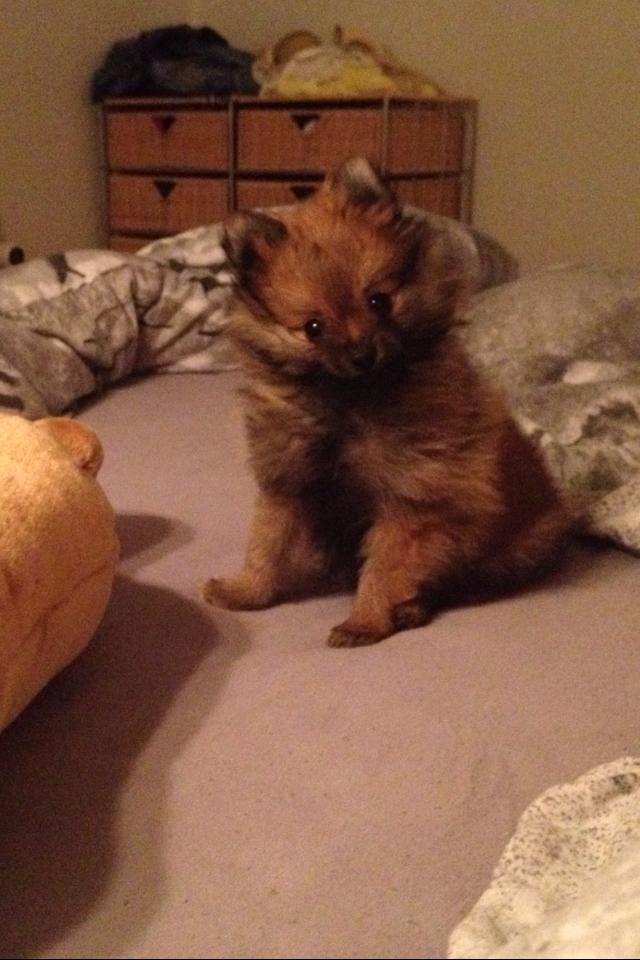 Pomeranian Gizmo billede 5