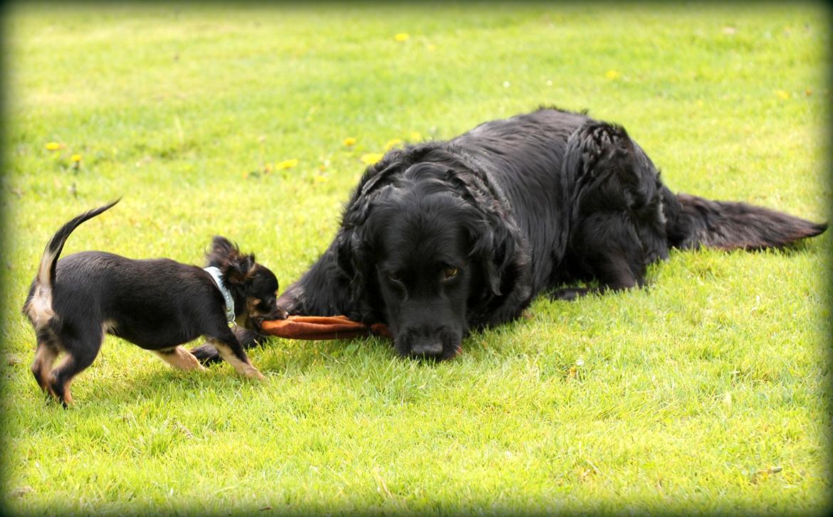 Labrador retriever ' Gizmo - NYT! Gizmo og Champ hygger i haven ;) billede 19