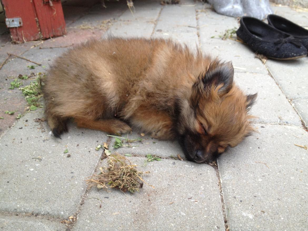 Pomeranian Gizmo billede 6