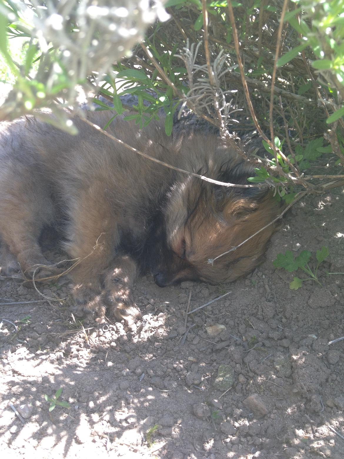 Pomeranian Gizmo billede 7