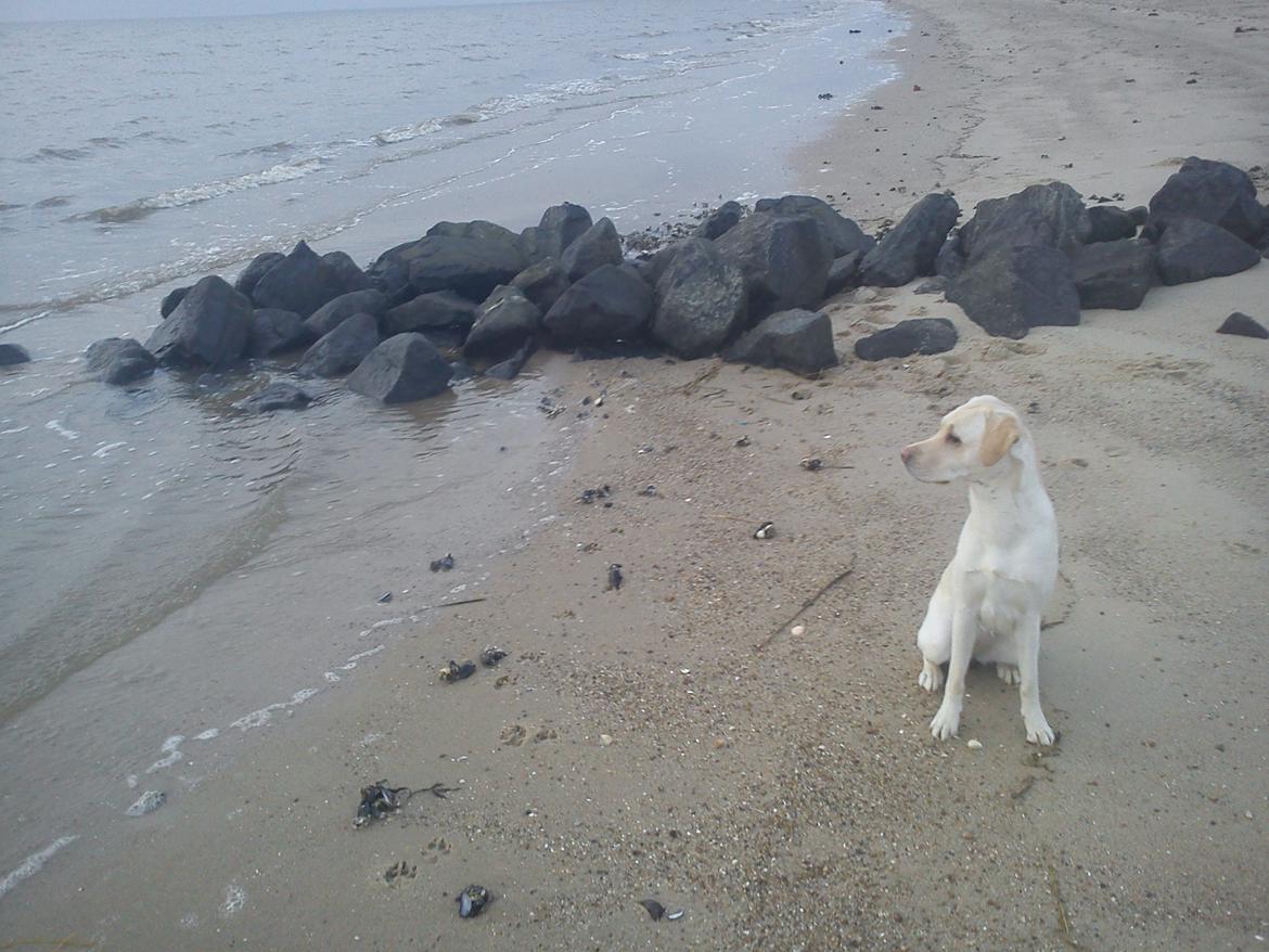 Labrador retriever (Fomel 1) Trine - sidder og kigger ud over vandet, og venter på¨hun må løbe derud billede 13