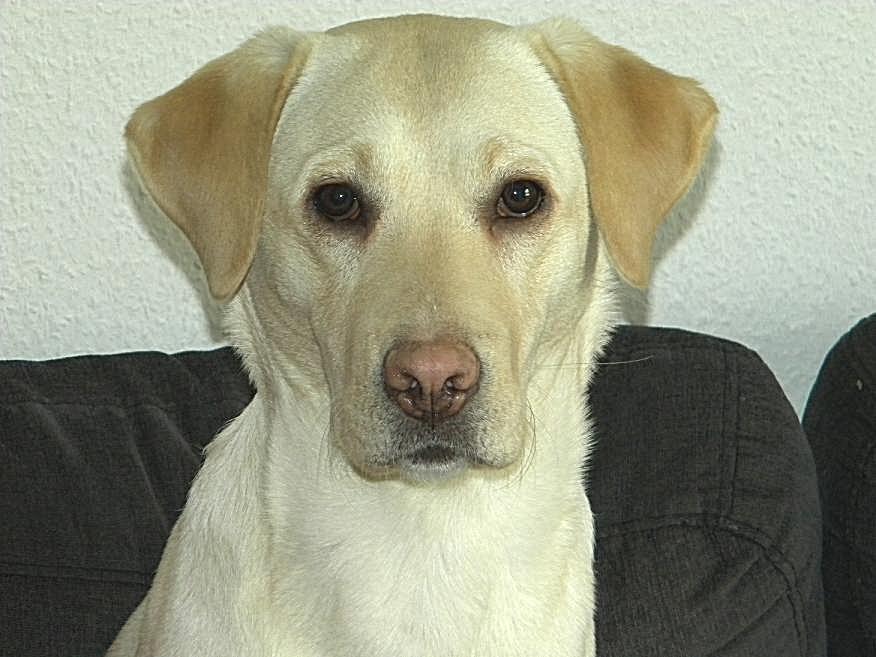 Labrador retriever (Fomel 1) Trine - hendes Alt for flotte hovede billede 14