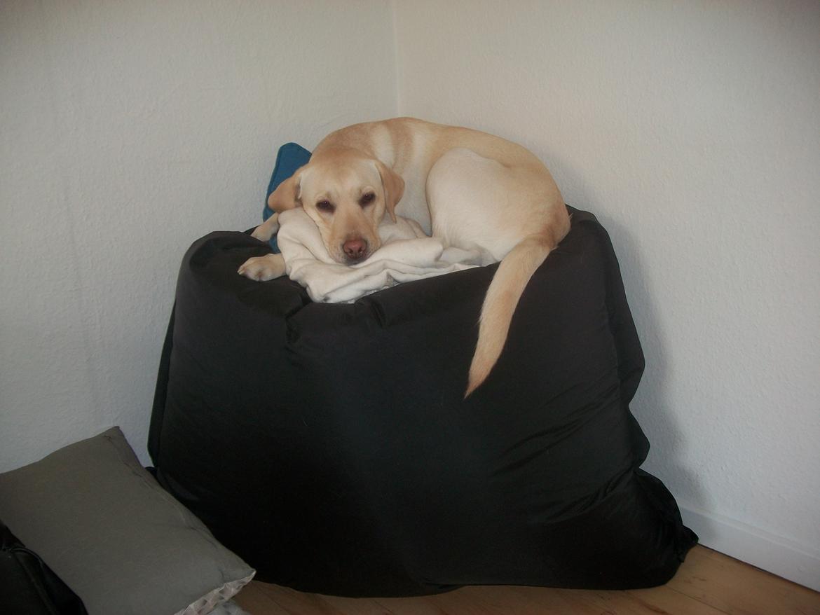Labrador retriever (Fomel 1) Trine billede 15