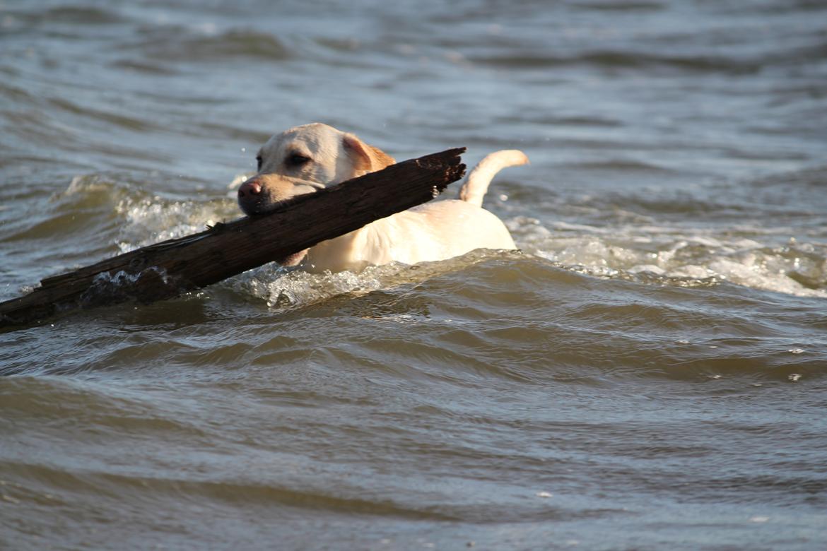 Labrador retriever (Fomel 1) Trine - Kommer med pinden nu :) billede 16