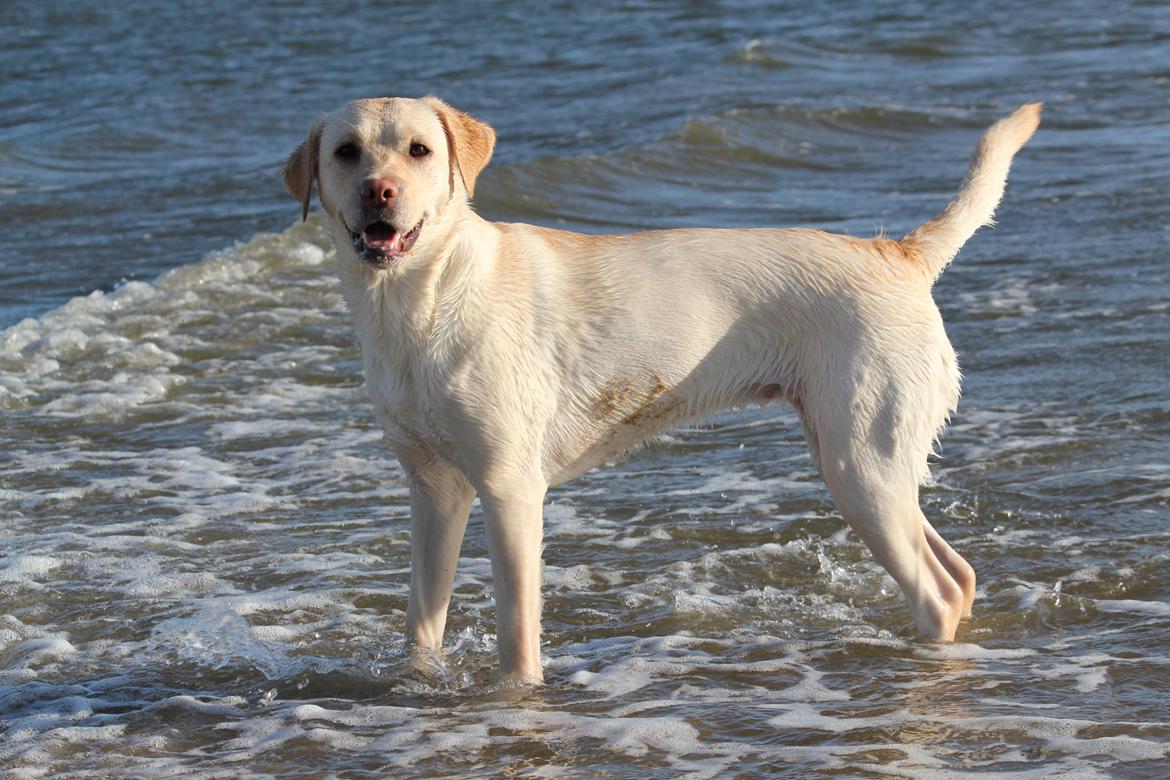 Labrador retriever (Fomel 1) Trine - Der kan man rigtig se hendes flotte bygning billede 17