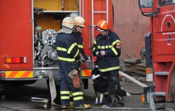 Border collie Píla - At Píla er fyldt 12 år betyder bestemt ikke, at hun er pensionist. Vi tager stadig på øvelser med Beredskabet, hvor Píla især har sine stærke sider indenfor terræneftersøgning både dag og nat. billede 23