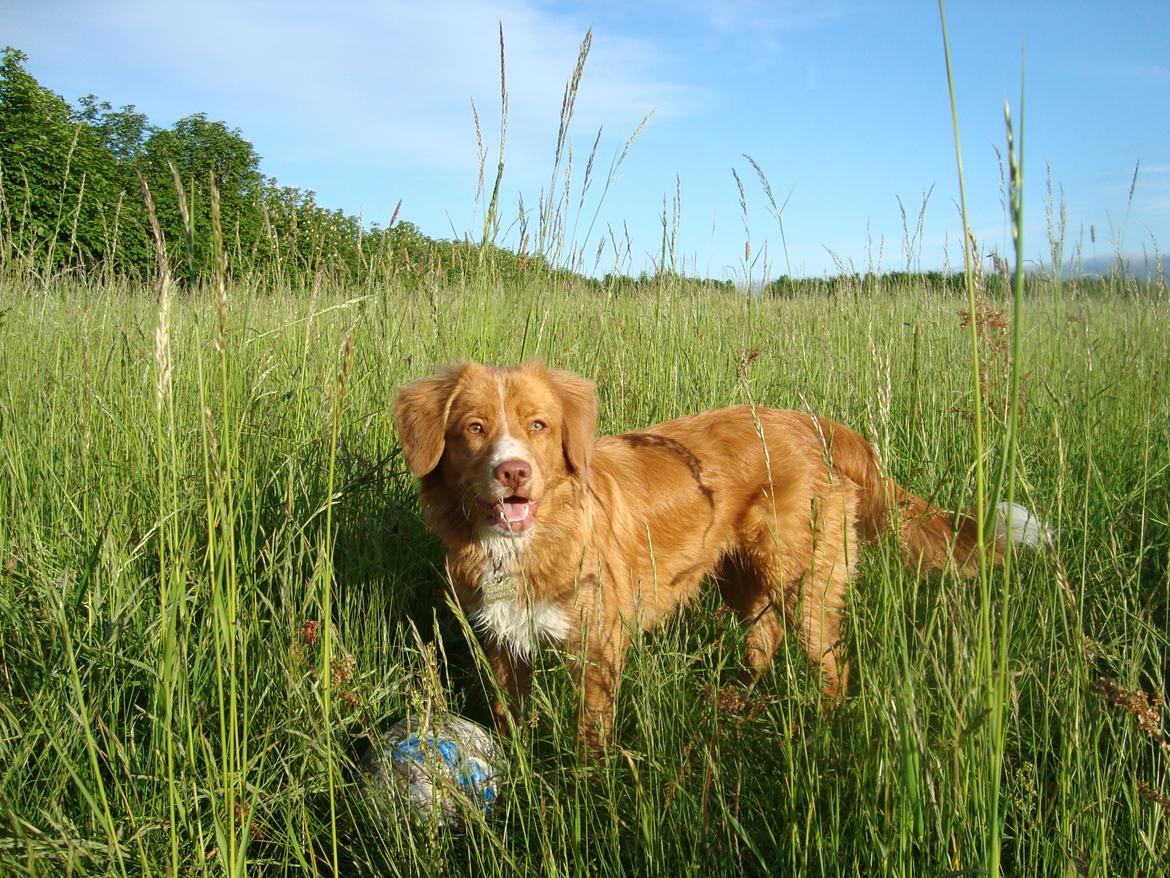 Nova scotia duck tolling retriever Redborn first Contact (Dixie) [Himmelhund] - 6 måneder billede 27