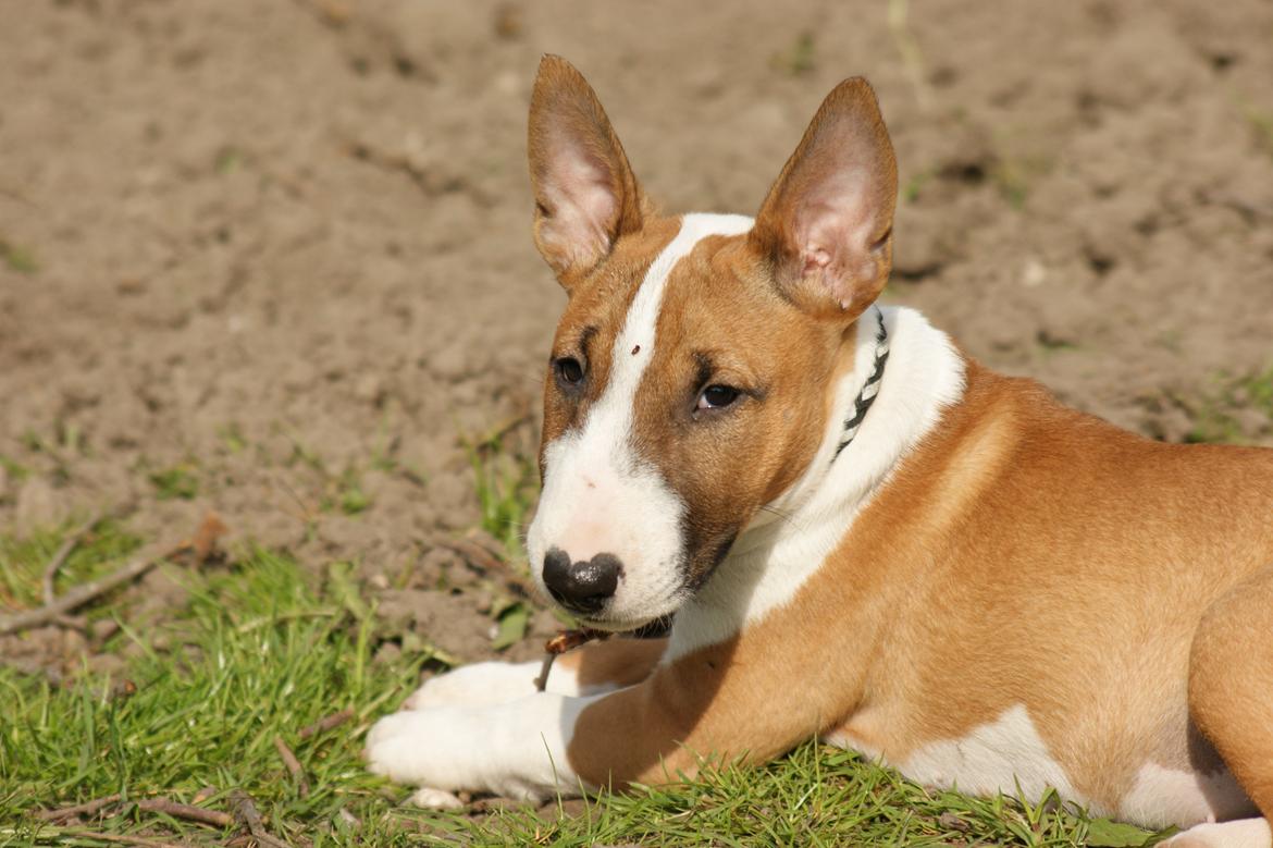 Bullterrier miniature Jytte - Jytte elsker at ligge og tygge i pinde billede 3