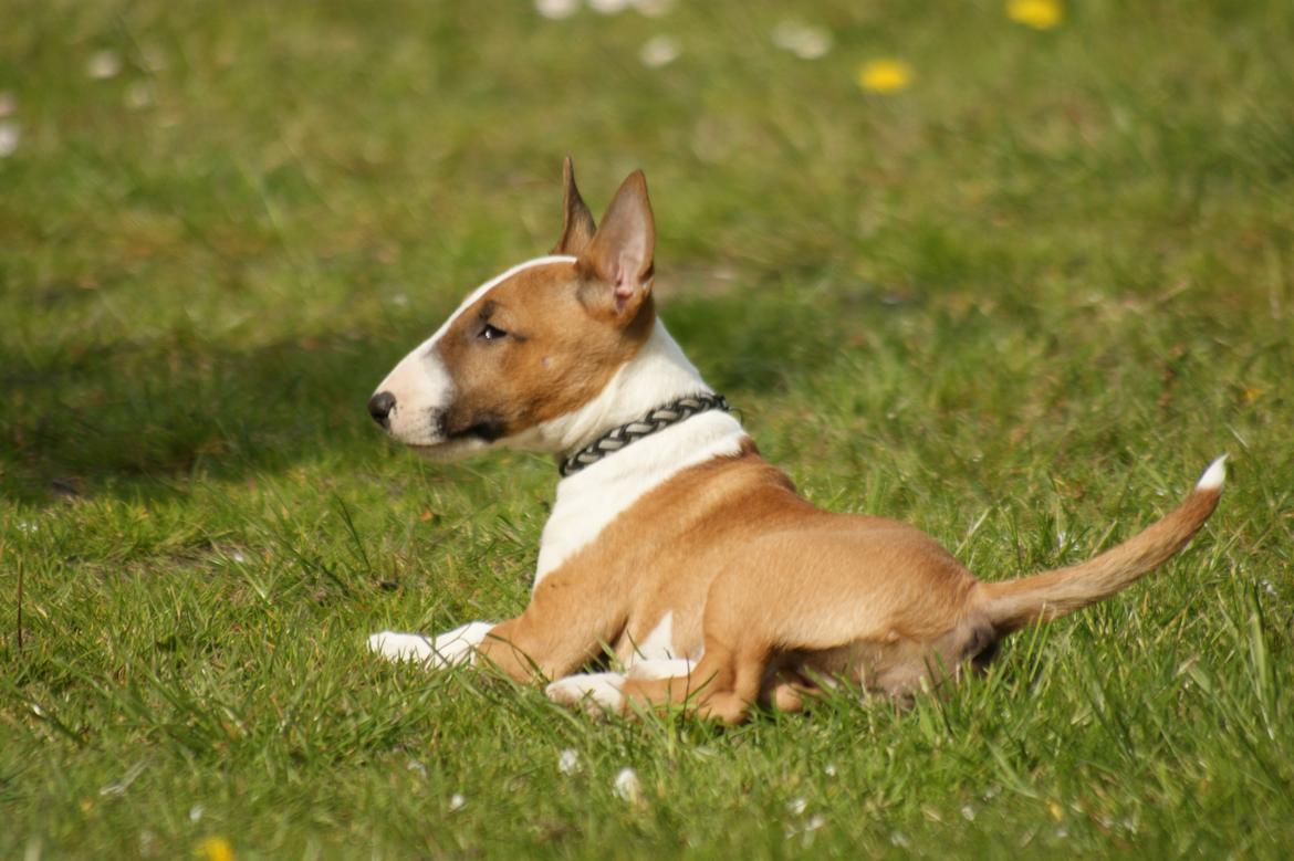 Bullterrier miniature Jytte - Selvom man nyder at ligge og dase i græsset, skal man stadig være på vagt billede 6