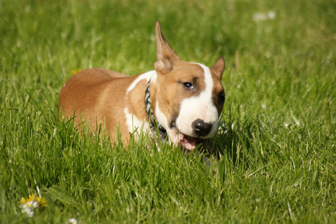 Bullterrier miniature Jytte - Man snupper lige en pind mere selvom moar ikke vil have det :-) billede 5