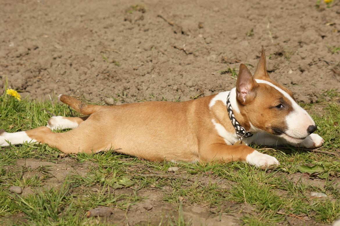 Bullterrier miniature Jytte - Frøen Jytte billede 7