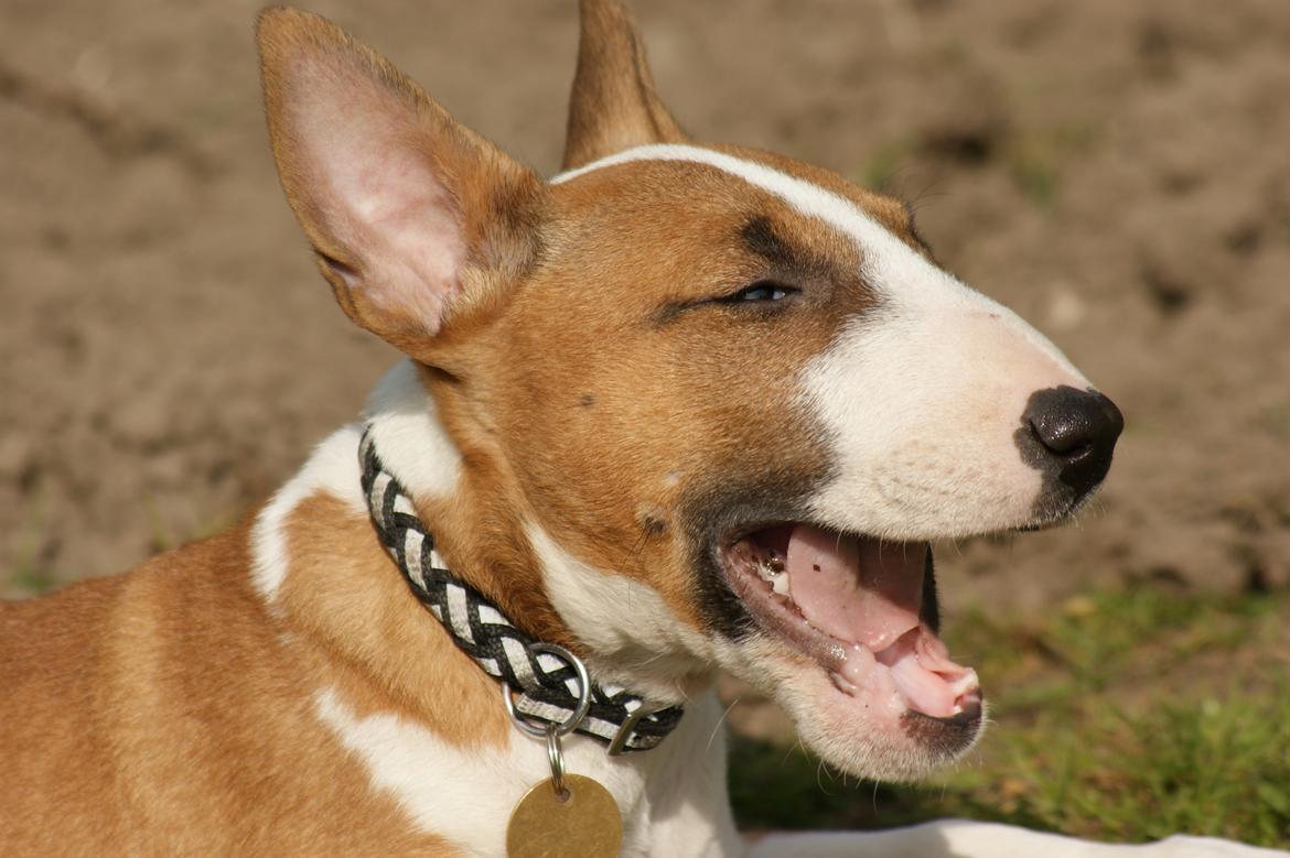 Bullterrier miniature Jytte - Åhh det er hårdt at være hvalp :-) billede 8