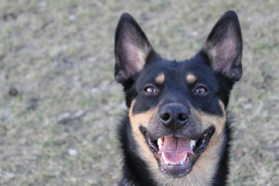 Australsk kelpie - Messi billede 4