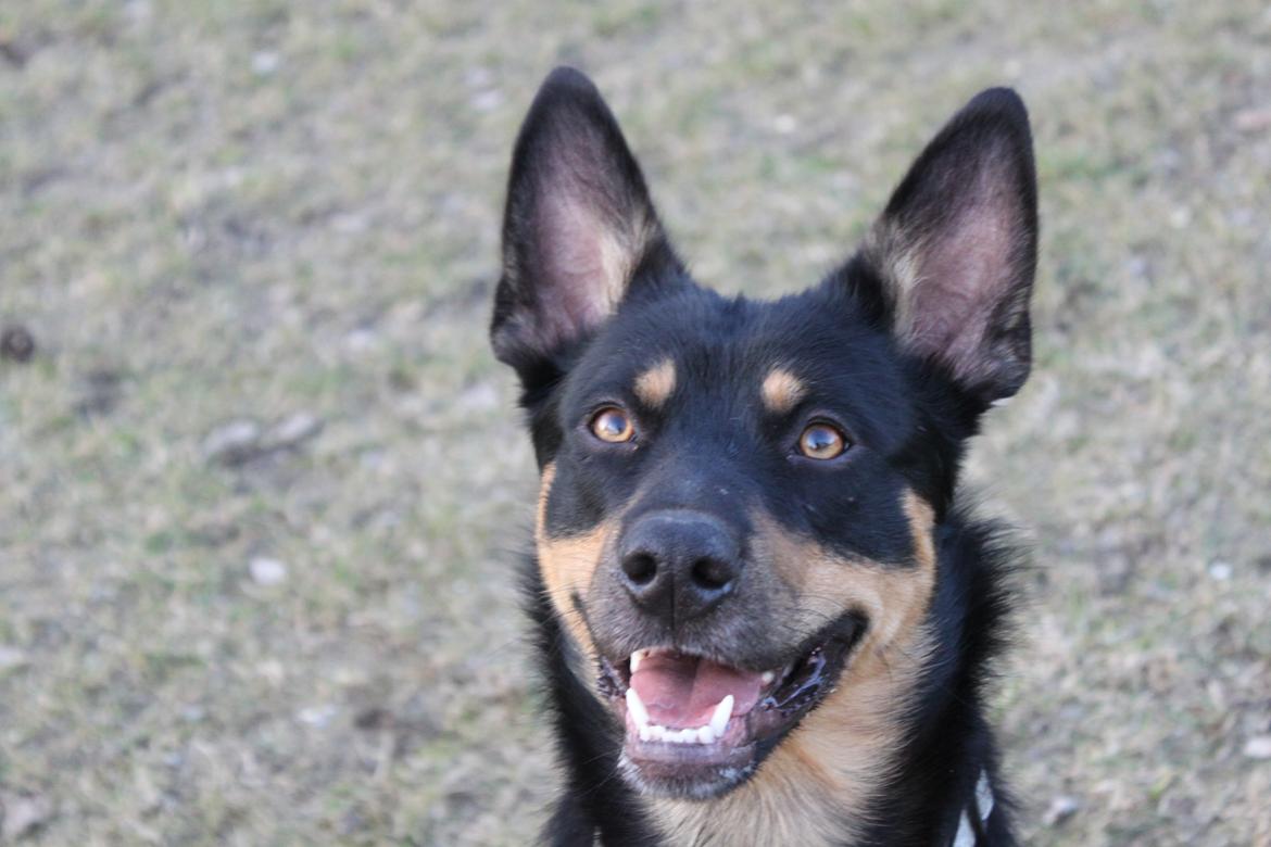 Australsk kelpie - Messi billede 5