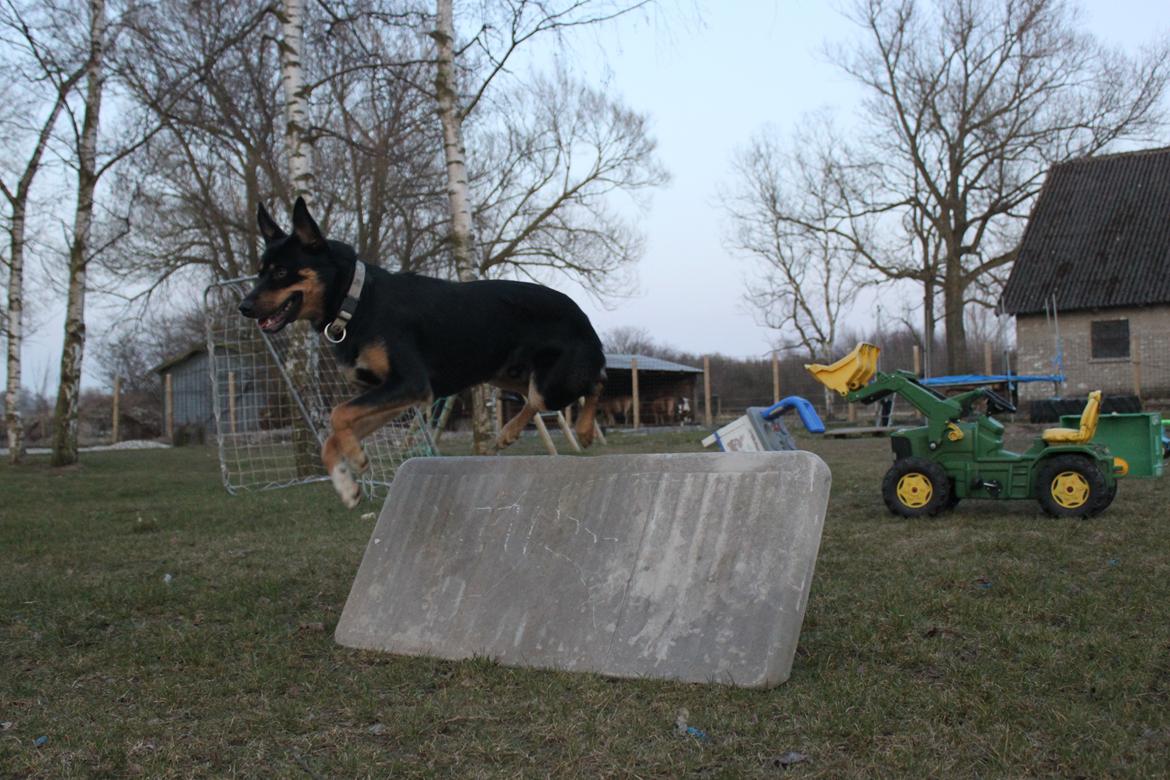 Australsk kelpie - Messi billede 7