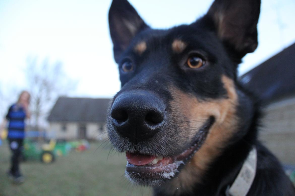Australsk kelpie - Messi billede 8