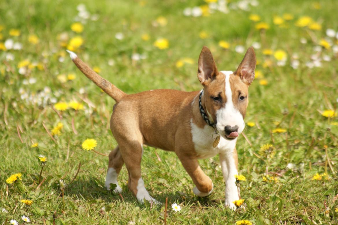 Bullterrier miniature Jytte - Jytte billede 10