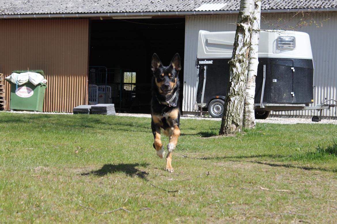 Australsk kelpie - Messi billede 9