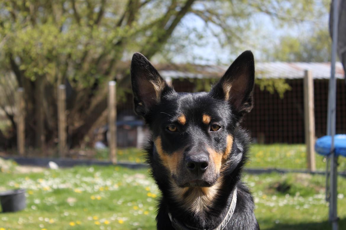 Australsk kelpie - Messi billede 10