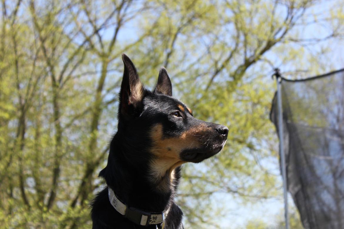 Australsk kelpie - Messi billede 11