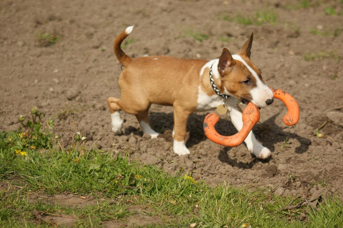 Bullterrier miniature Jytte - Jeg snupper bare legetøjet fra de andre :-) billede 11