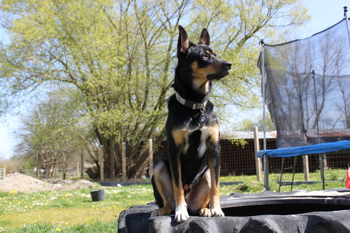 Australsk kelpie - Messi billede 12