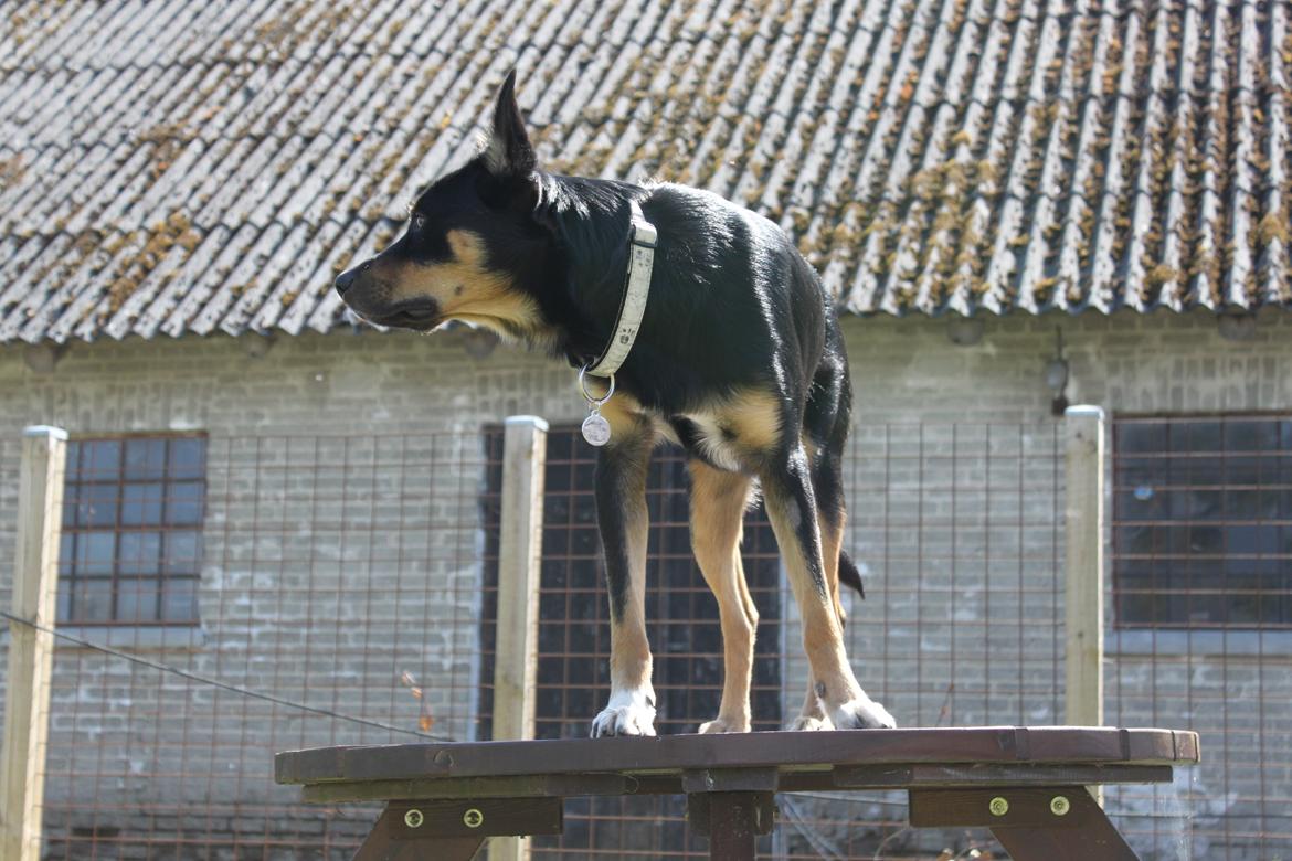 Australsk kelpie - Messi billede 13