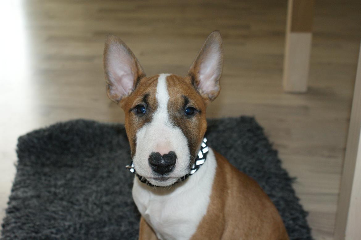 Bullterrier miniature Jytte - Her er Jytte få dage efter hun kom hjem billede 1