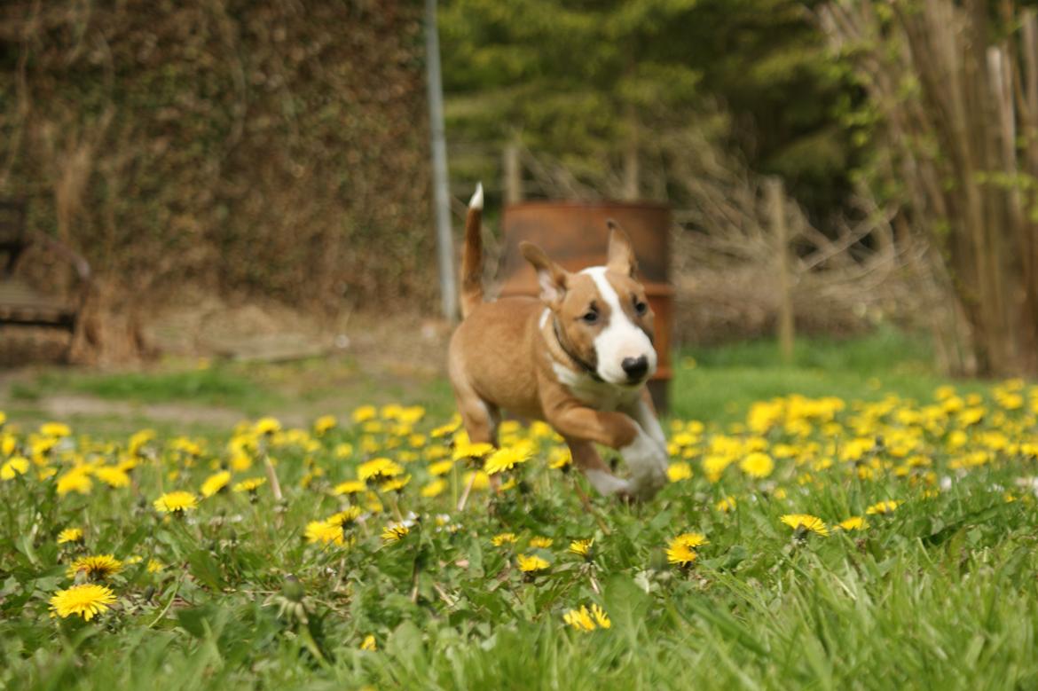 Bullterrier miniature Jytte - Jytte i fuld spring billede 12