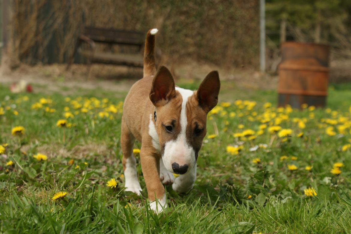 Bullterrier miniature Jytte - Jytte billede 13