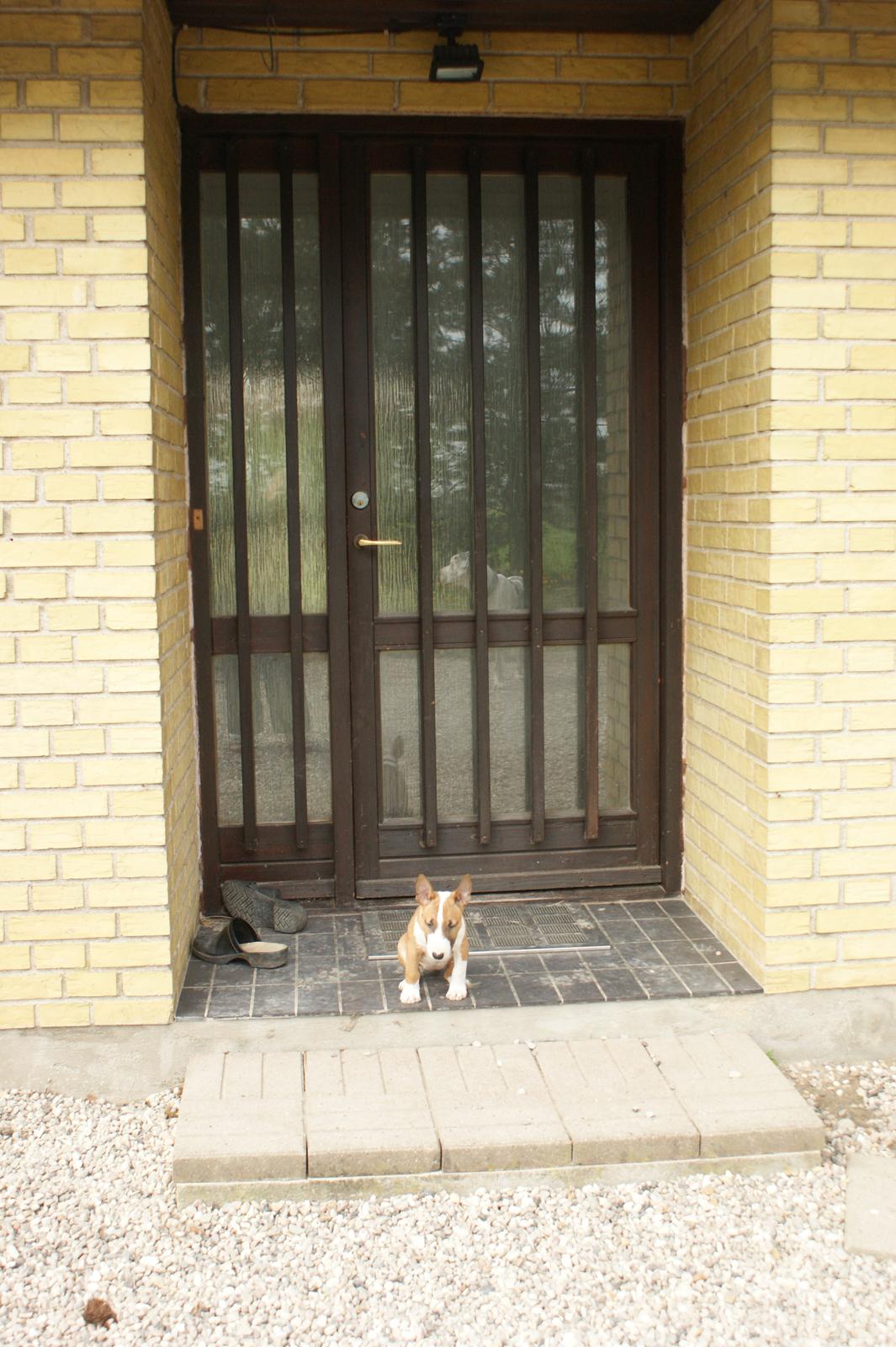 Bullterrier miniature Jytte - Den nye vagthund i det lille hus på landet billede 2