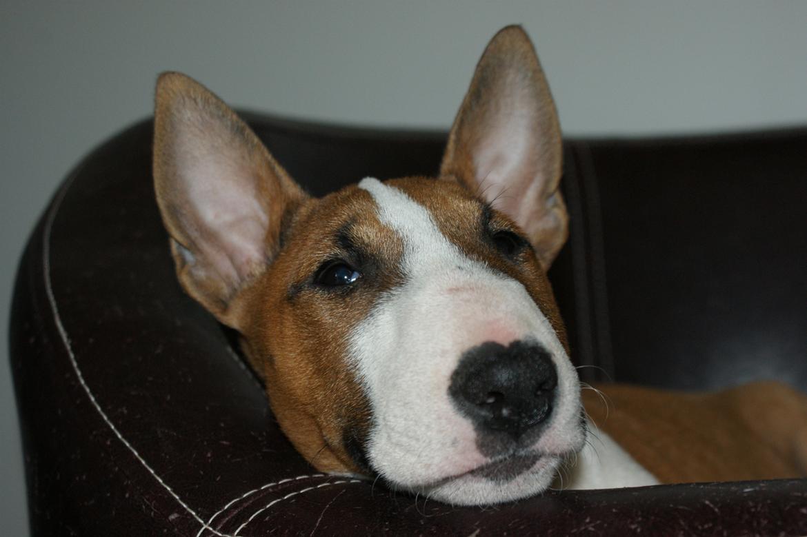 Bullterrier miniature Jytte - Jytte hygger i kurven billede 15