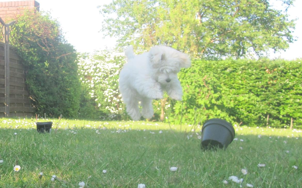 Coton de tulear Oskar - I'm going to kill you! :P billede 12