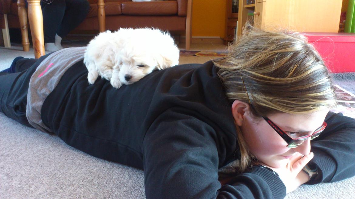 Coton de tulear Oskar - Mig og Oskar. billede 14