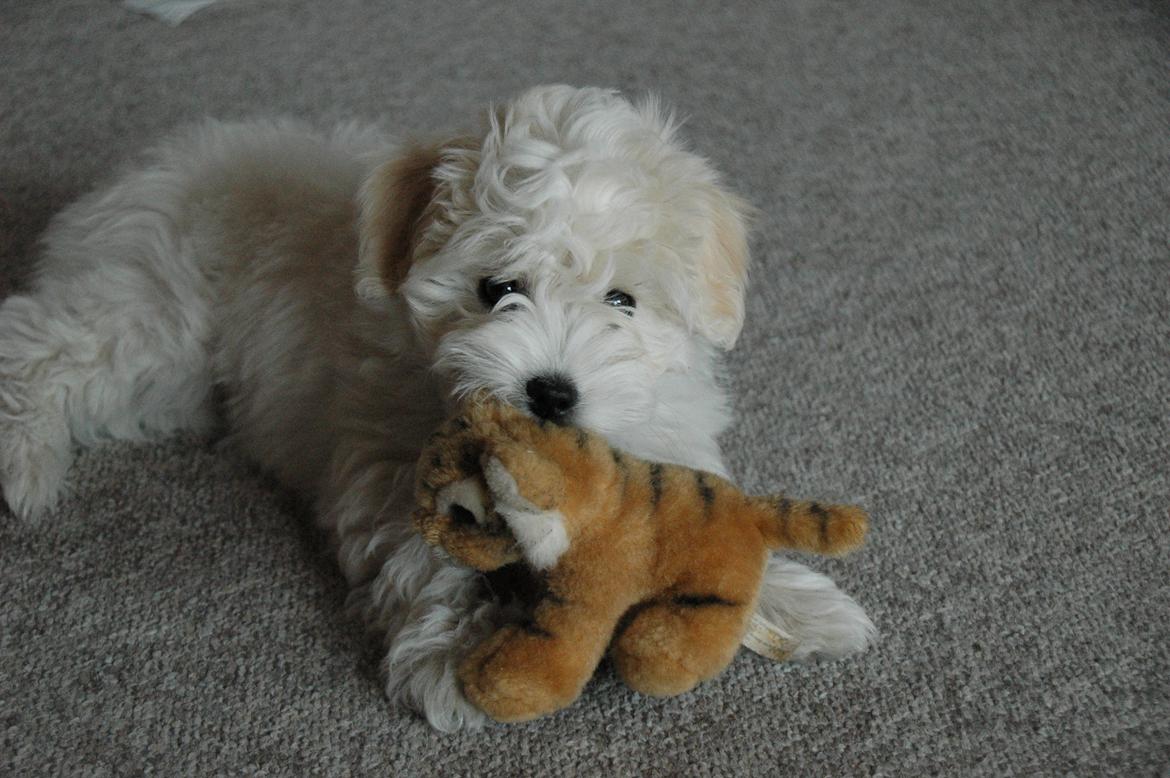 Coton de tulear Oskar billede 20