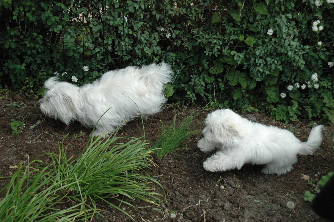 Coton de tulear Oskar - Sille (Oskars mor) på besøg. billede 17