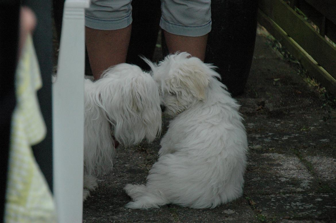 Coton de tulear Oskar - Sille (Oskars mor) på besøg. billede 19