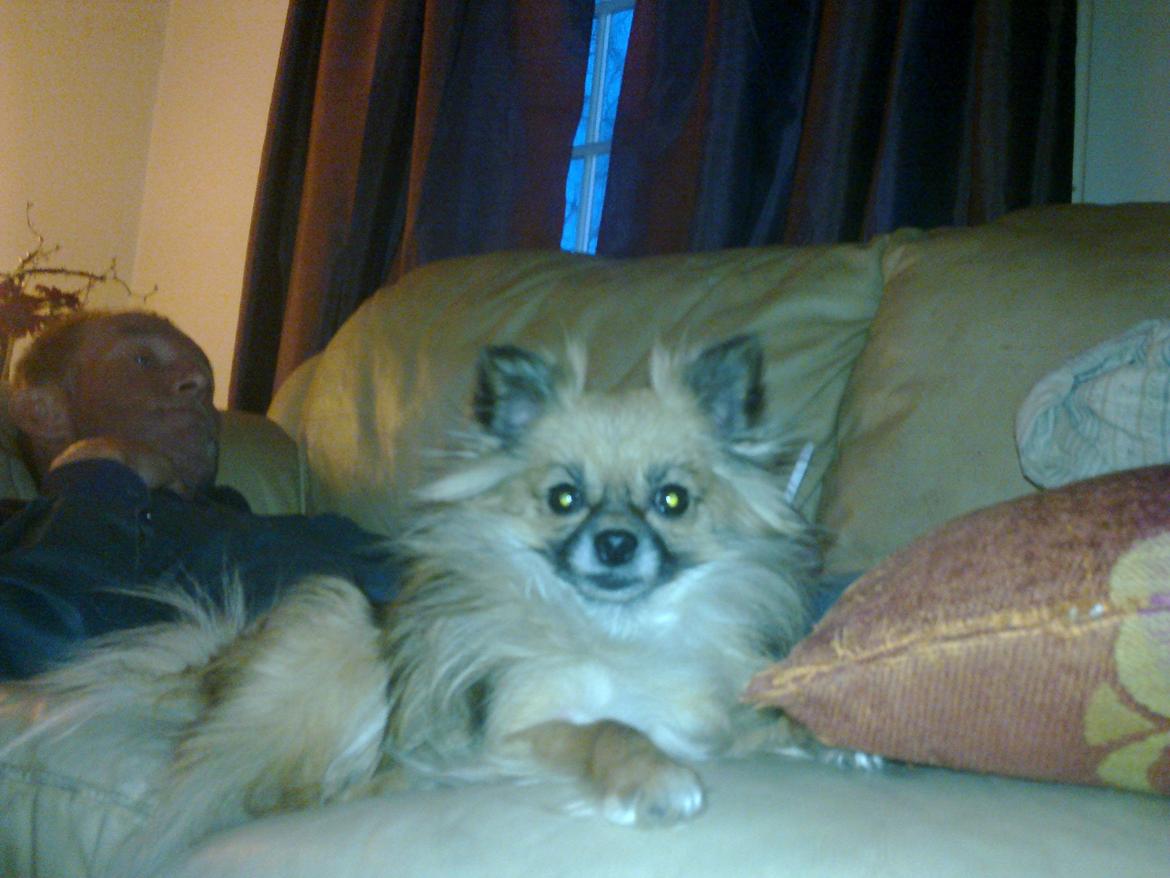 Blanding af racer Lilo billede 1